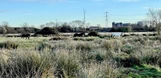 Image result for Staines Ramblers Group