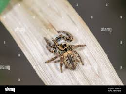 Attēlu rezultāti vaicājumam “Xanthogramma sp.”