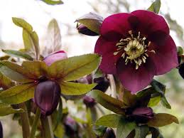 Image result for Nieswurz