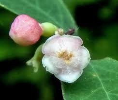 Attēlu rezultāti vaicājumam “Silene tatarica bud”