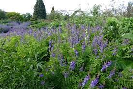 Attēlu rezultāti vaicājumam “Galega orientalis fruit”