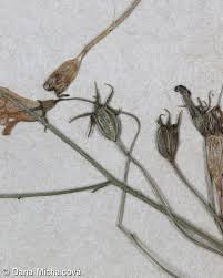 Attēlu rezultāti vaicājumam “Campanula patula fruit”