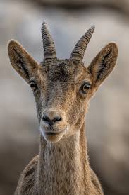 Attēlu rezultāti vaicājumam “Capra”