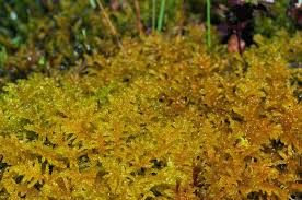 Attēlu rezultāti vaicājumam “Palustriella decipiens”