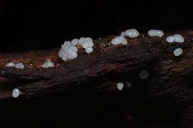 Attēlu rezultāti vaicājumam “Ceratiomyxa morchella spores”