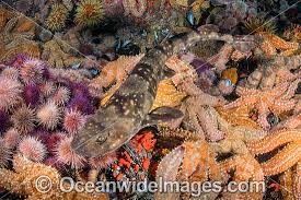 Image result for Haploblepharus pictus