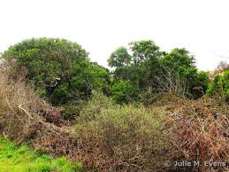 Attēlu rezultāti vaicājumam “Mucronella subtilis”