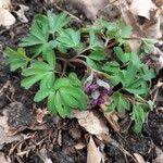 Attēlu rezultāti vaicājumam “Corydalis intermedia fruit”