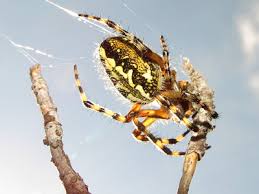 Attēlu rezultāti vaicājumam “Aculepeira ceropegia”