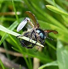 Attēlu rezultāti vaicājumam “Phyllopertha horticola imago”