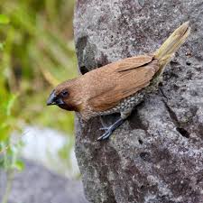 Attēlu rezultāti vaicājumam “Mollisia uda”