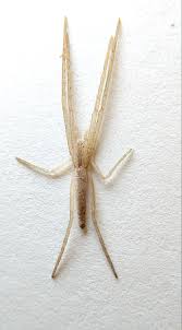 Attēlu rezultāti vaicājumam “Tibellus oblongus”