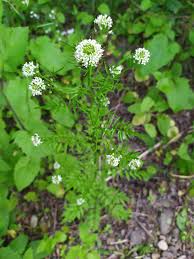 Attēlu rezultāti vaicājumam “Cardamine impatiens flower”