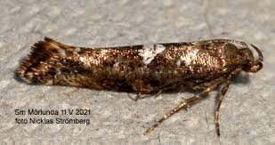 Attēlu rezultāti vaicājumam “Acrolepiopsis assectella”