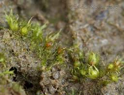 Attēlu rezultāti vaicājumam “Ephemerum serratum”