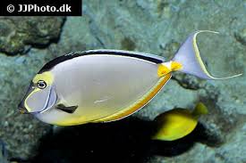 Image result for Naso lituratus