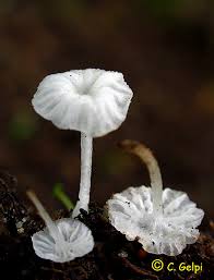 Attēlu rezultāti vaicājumam “Delicatula integrella”