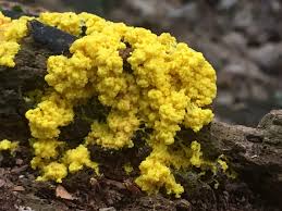 Attēlu rezultāti vaicājumam “Fuligo septica var. septica macro”