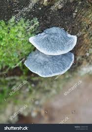 Attēlu rezultāti vaicājumam “Postia caesia”