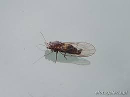 Attēlu rezultāti vaicājumam “Psylla alni”