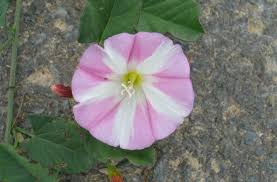 Attēlu rezultāti vaicājumam “Convolvulus arvensis flower”