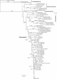 Attēlu rezultāti vaicājumam “Xylographa paralella”