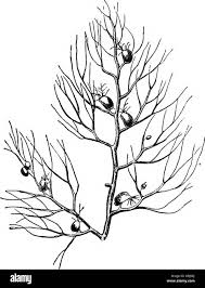 Attēlu rezultāti vaicājumam “Utricularia x neglecta leaf”