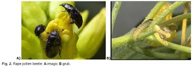 Attēlu rezultāti vaicājumam “Meligethes sp.”