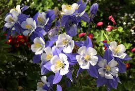 Image result for Aquilegia caerulea
