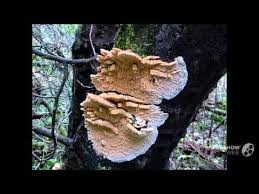 Attēlu rezultāti vaicājumam “Antrodiella faginea”