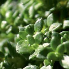 Attēlu rezultāti vaicājumam “Herniaria glabra flower”