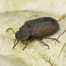 Attēlu rezultāti vaicājumam “Bolitophagus reticulatus imago”