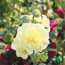 Image result for Alcea rosea