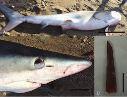 Image result for Prionace glauca