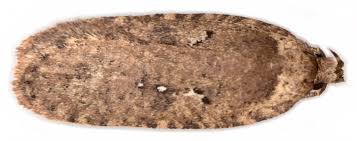 Attēlu rezultāti vaicājumam “Agonopterix heracliana”