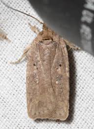 Attēlu rezultāti vaicājumam “Agonopterix ciliella”