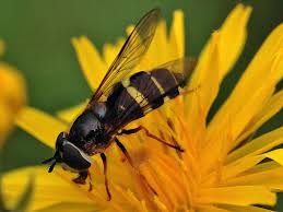 Attēlu rezultāti vaicājumam “Dasysyrphus tricinctus”