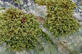 Attēlu rezultāti vaicājumam “Hedwigia ciliata”