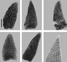 Attēlu rezultāti vaicājumam “Pohlia sphagnicola”