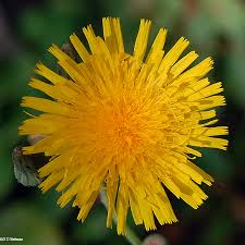 Attēlu rezultāti vaicājumam “Sonchus arvensis subsp. uliginosus flower”