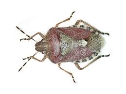 Attēlu rezultāti vaicājumam “Dolycoris baccarum”