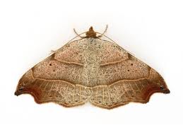 Attēlu rezultāti vaicājumam “Laspeyria flexula”