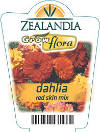 Image result for Dahlia `Red Skin`