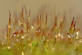 Attēlu rezultāti vaicājumam “Tortula muralis sporophyte”