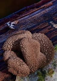 Attēlu rezultāti vaicājumam “Melanospora lagenaria”