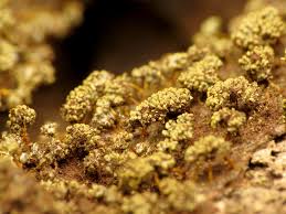 Attēlu rezultāti vaicājumam “Badhamia juliae macro”