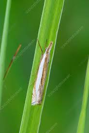 Attēlu rezultāti vaicājumam “Crambus lathoniellus”
