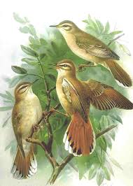 Image result for Cercotrichas galactotes