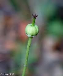 Attēlu rezultāti vaicājumam “Moneses uniflora fruit”