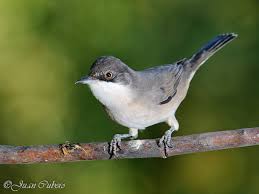 Image result for Sylvia hortensis